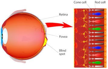  گیرنده های مخروطی و استوانه ای چشم